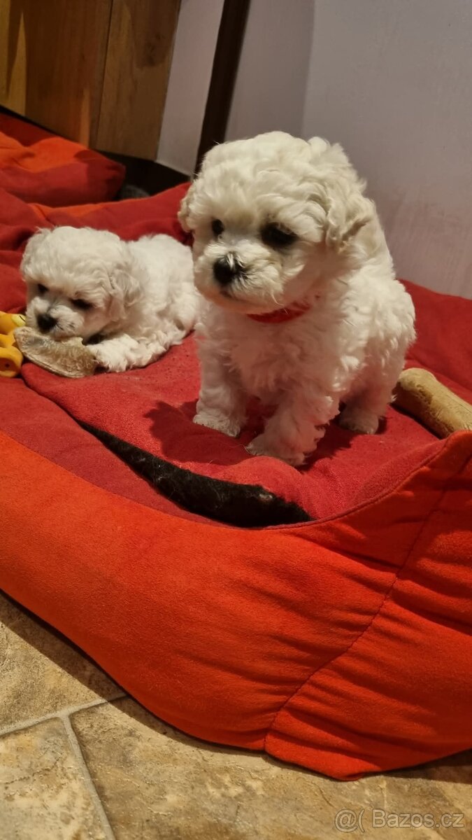 Bišonek Frisé - 3