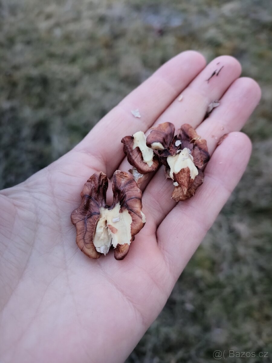 Vlašské ořechy - 3