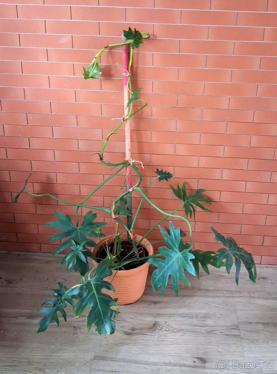 Philodendron - 3