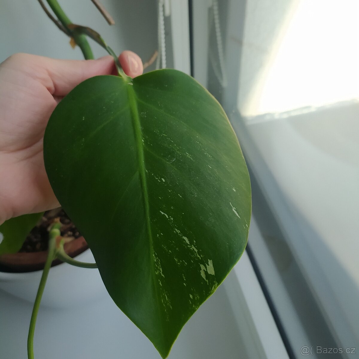 Monstera Albo - 3
