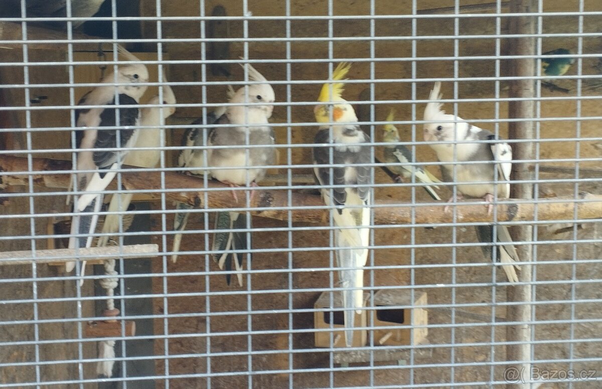 Korela chocholava - 3