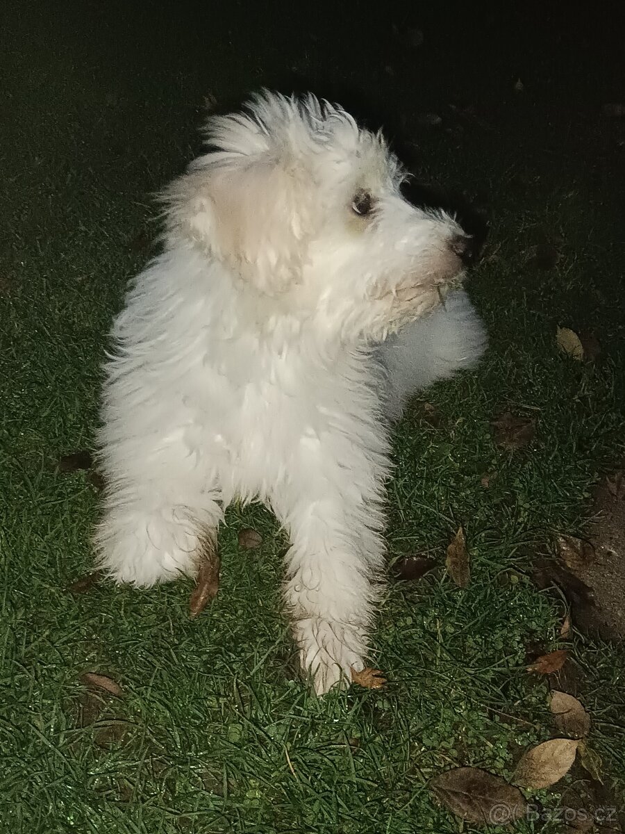 Maltézský psík - 3