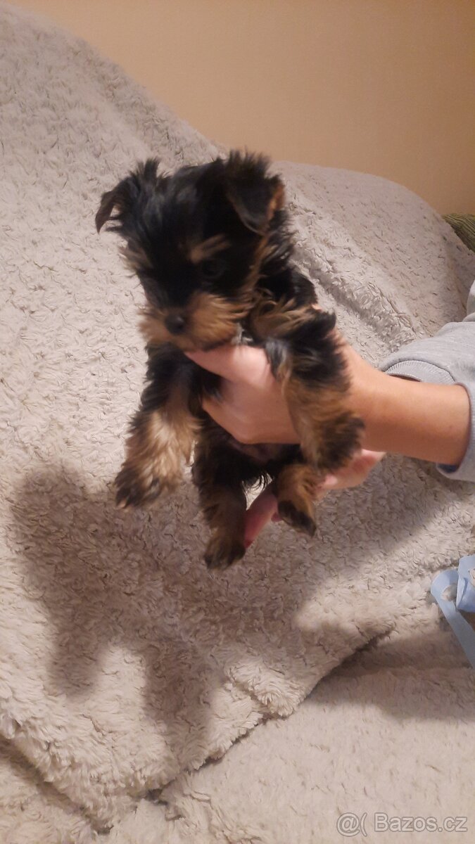 Prodám yorkšírský teriér - 3