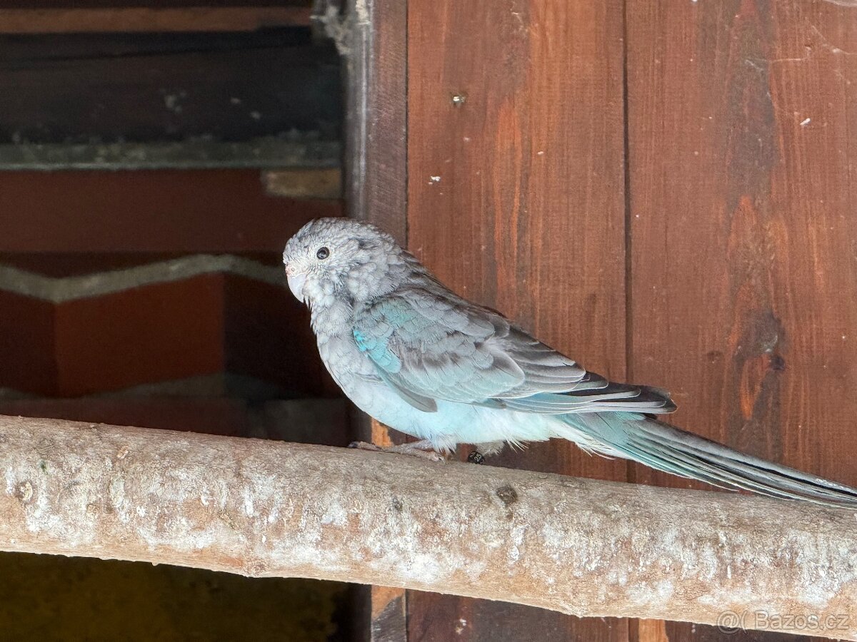 Papoušek zpěvavý - 3