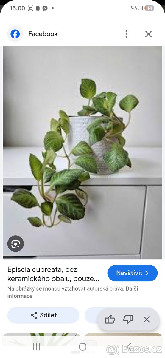 Episcia cupreata - 3