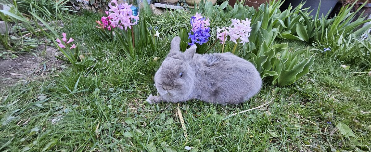 Zakrslý marburský - 3