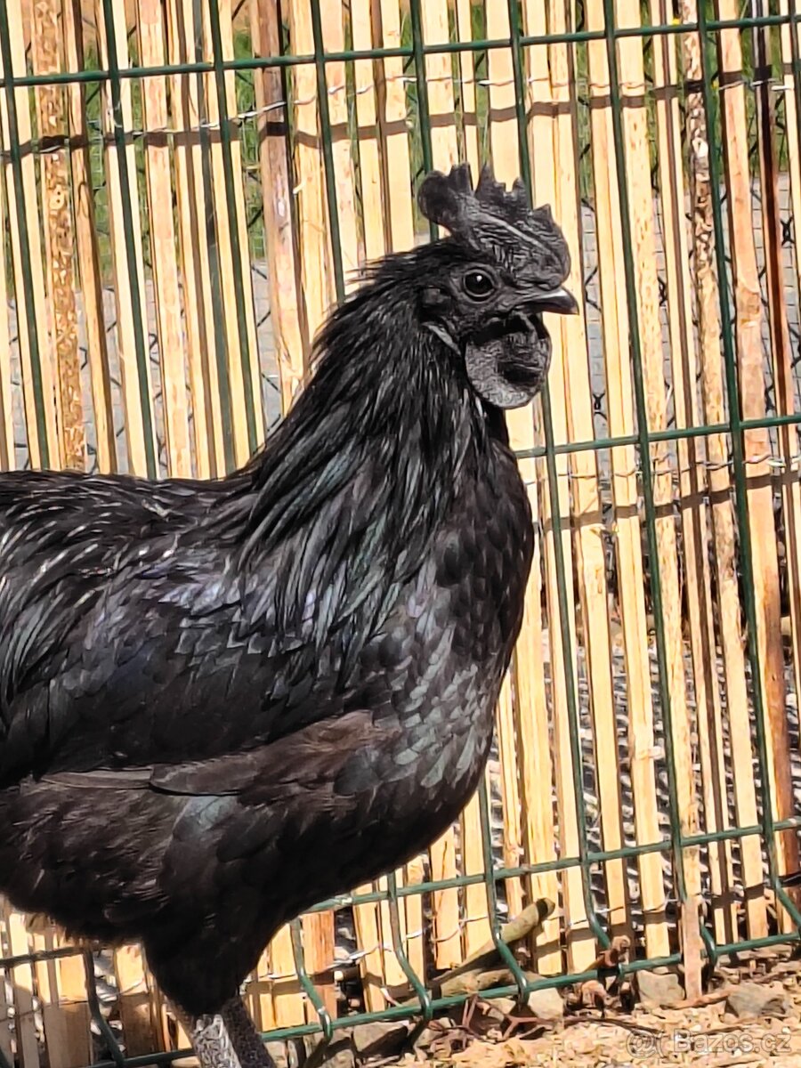 Ayam Cemani mladý pár - 3