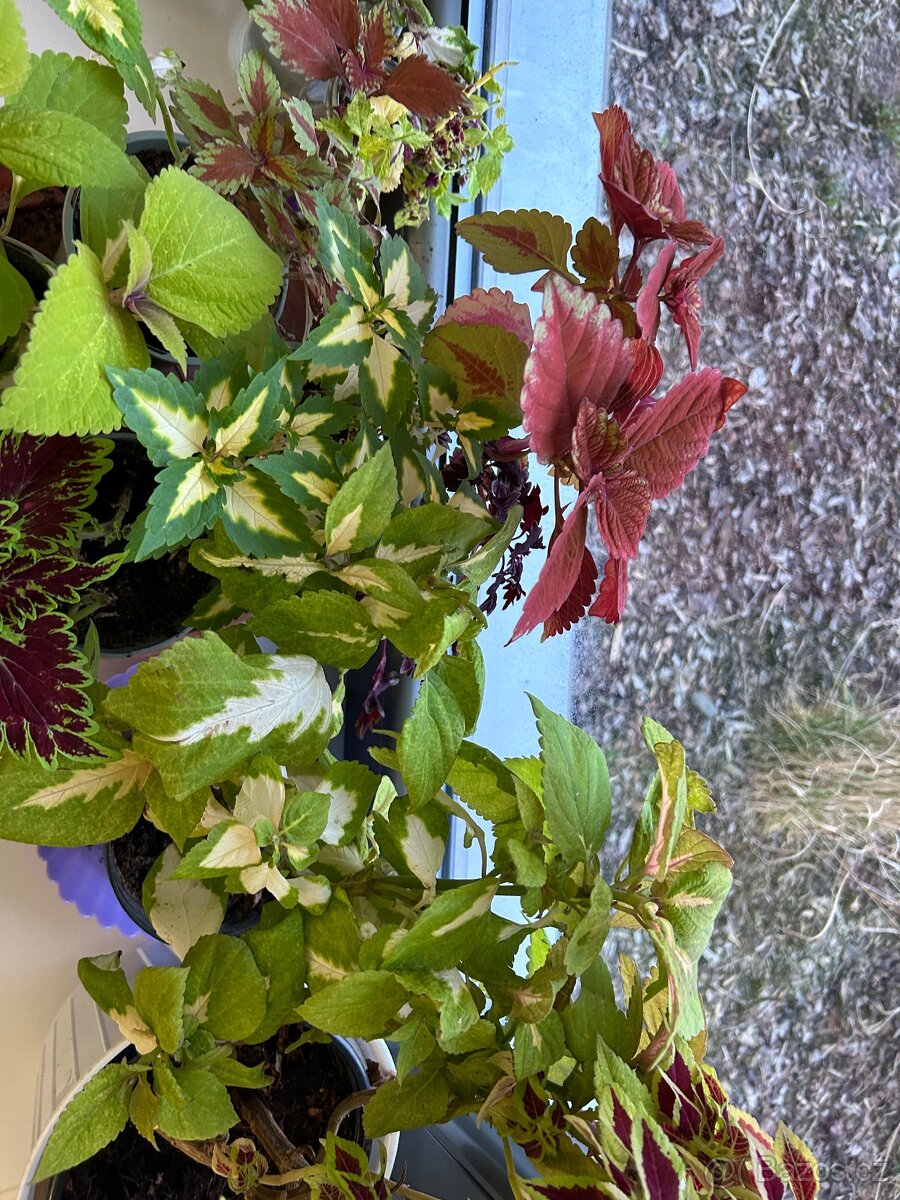 Africke koprivy, hosty, trvalky - 3