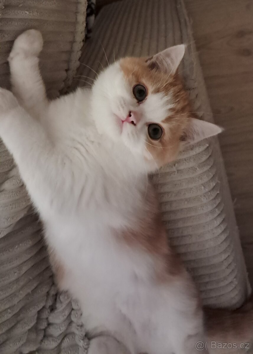 Britská koťátka s PP - 3