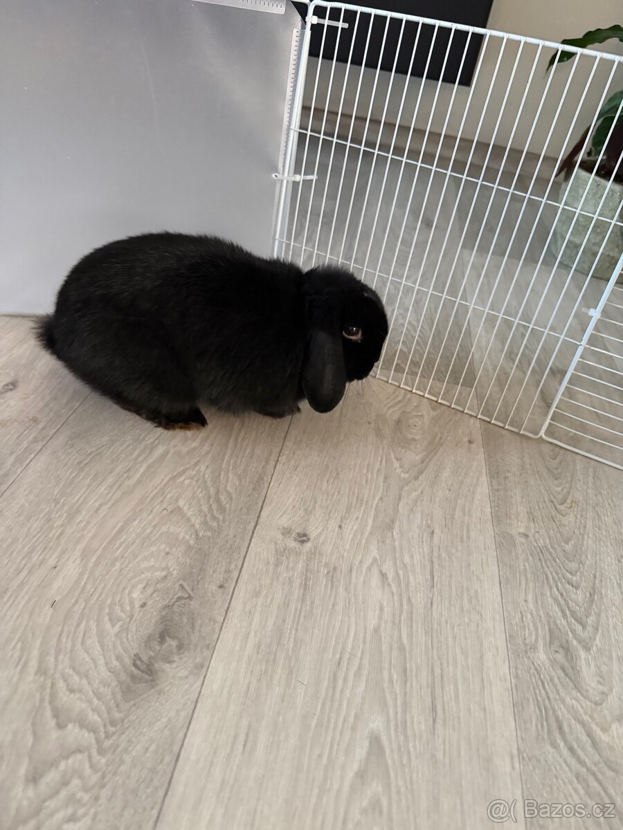 Králíček minilop - 3