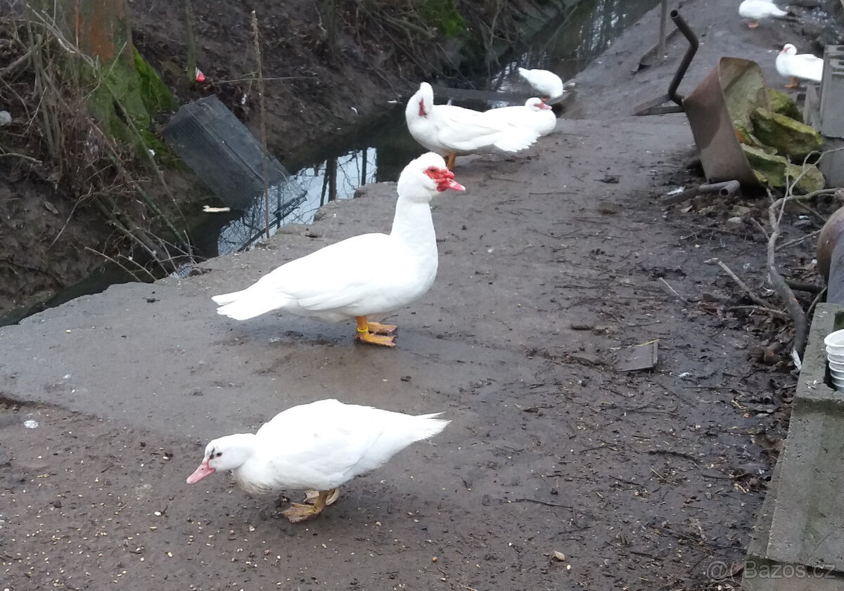 Prodám kachny pižmové - 3