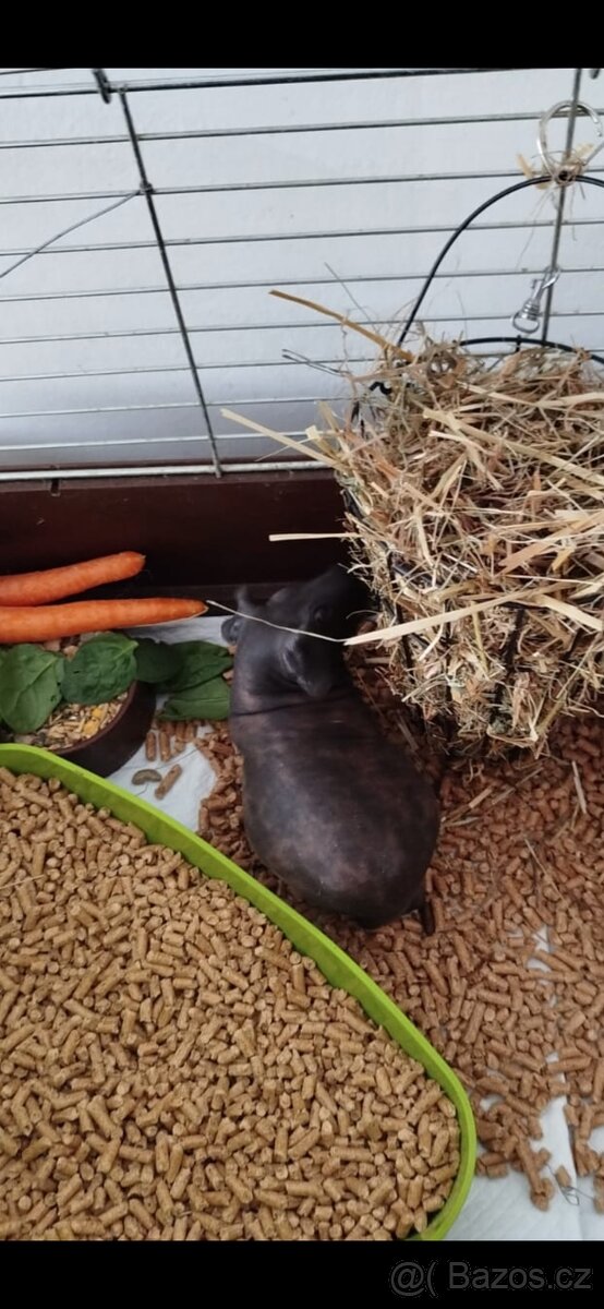 Morčátko Hugi zamluveno - 3