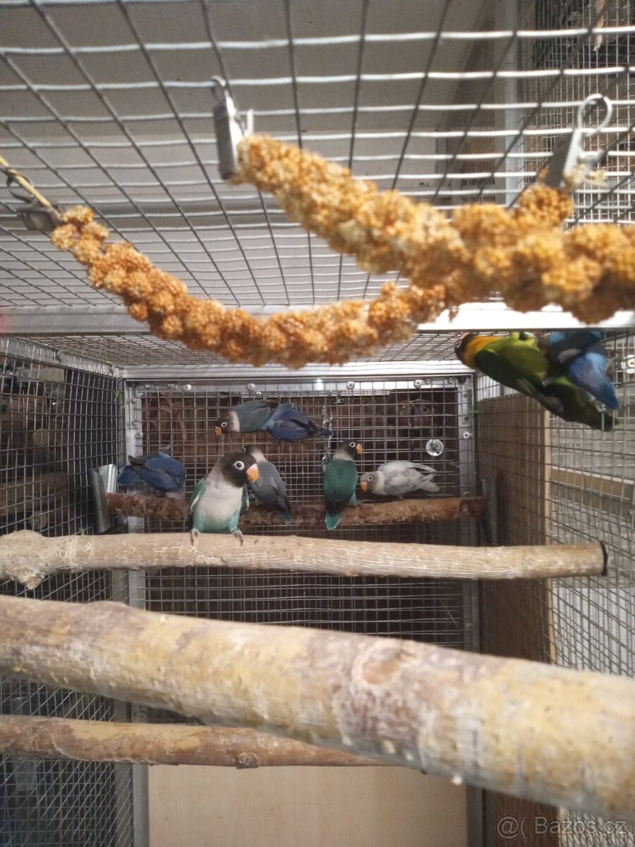 Agapornis škraboškový - mláďata na prodej. - 3