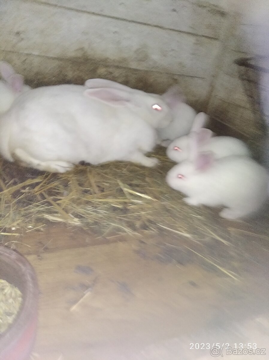 Brojlerové kralici - 3