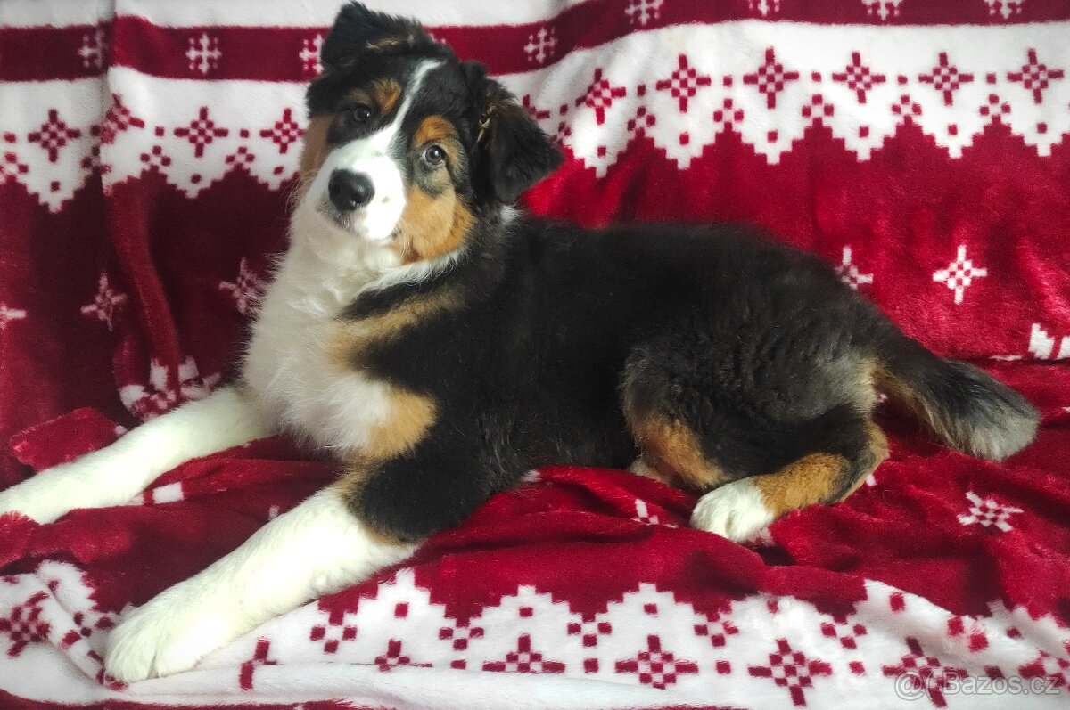 Australský ovčák - štěňě tříměsíční fenka s PP - 3