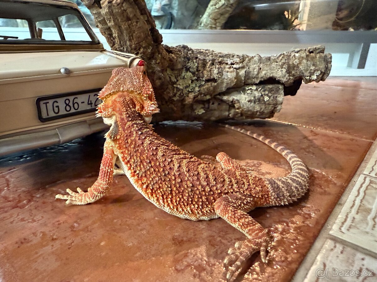 MLÁĎATA AGAMY VOUSATÉ K PRODEJI - 3