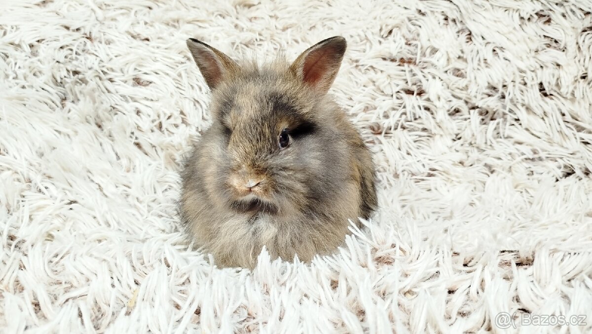 Zakrslý králík, králíček - HARRY - 3