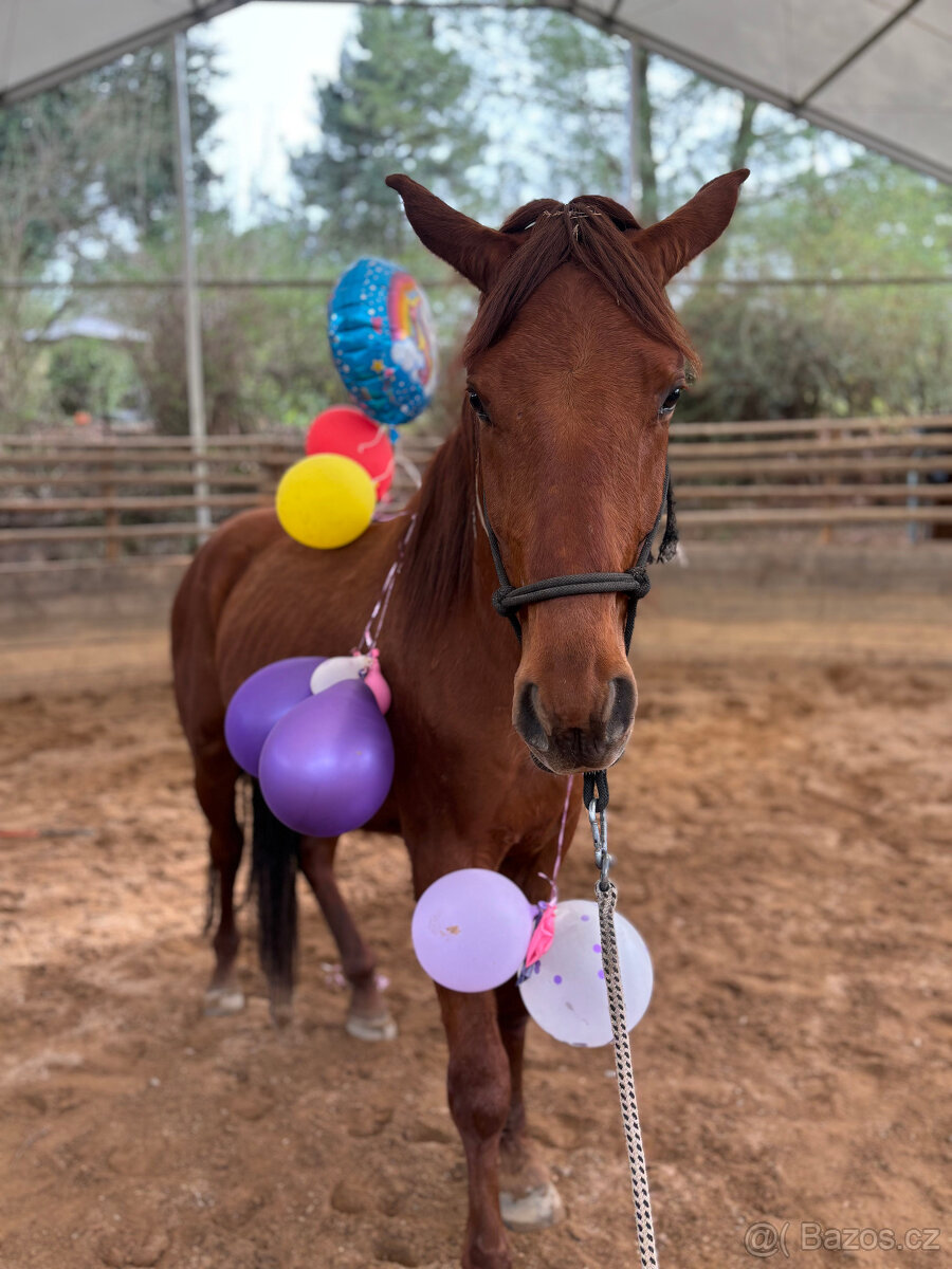 Obsedání koní - 3