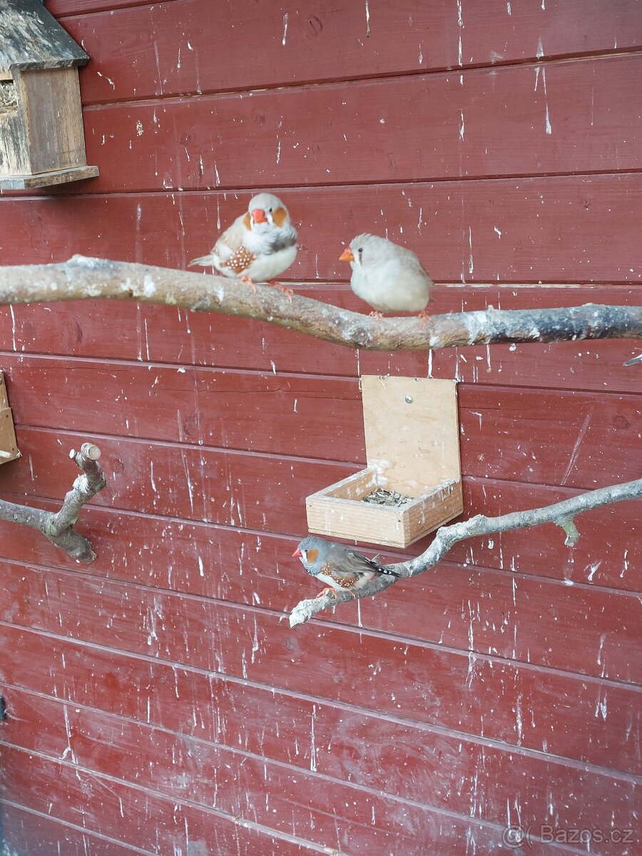 Zebřička pestrá - 3