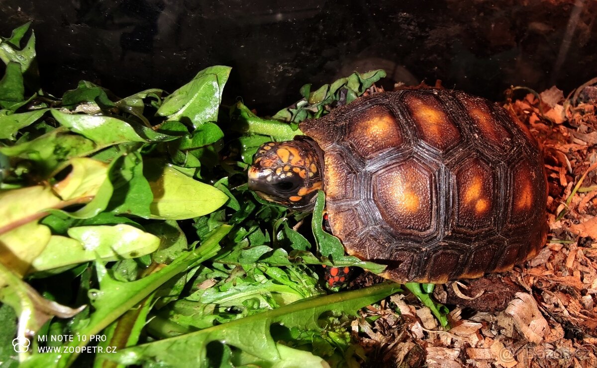Želva uhliřská mláďata - 3