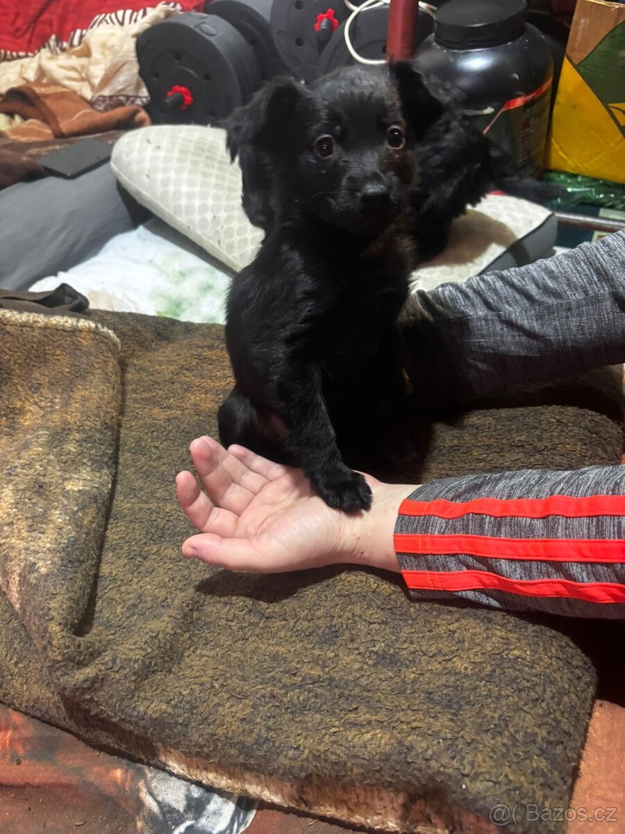 Štěňata - 3