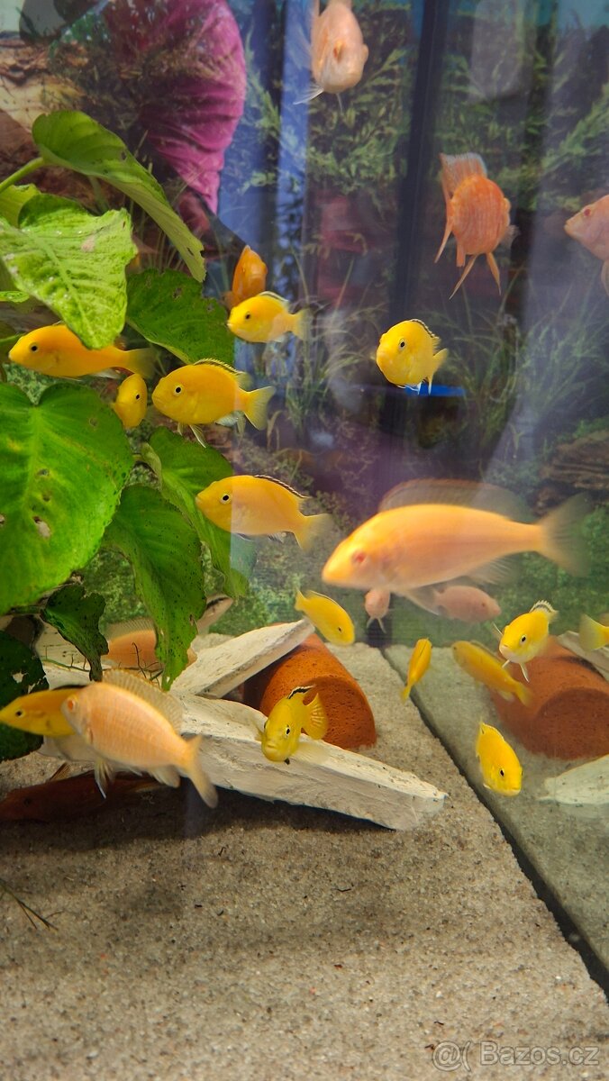 Prodám Malawi a Tanganiku - 3