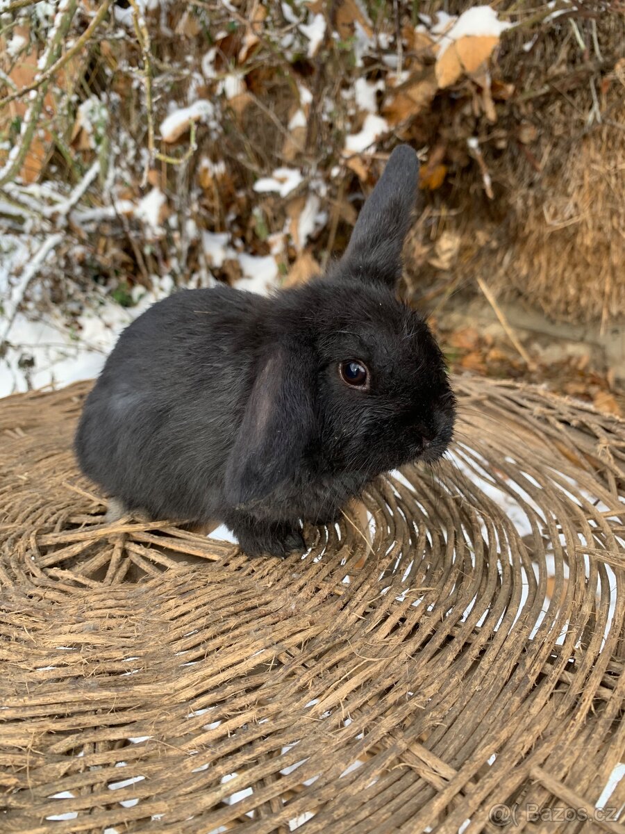 Zakrsly beranek, kralik - 3