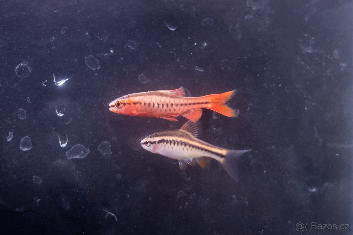 Prodám z odchovny akvarijní rybičky - 3