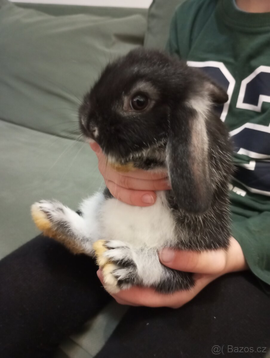 Zakrslý beránek králíček - 3