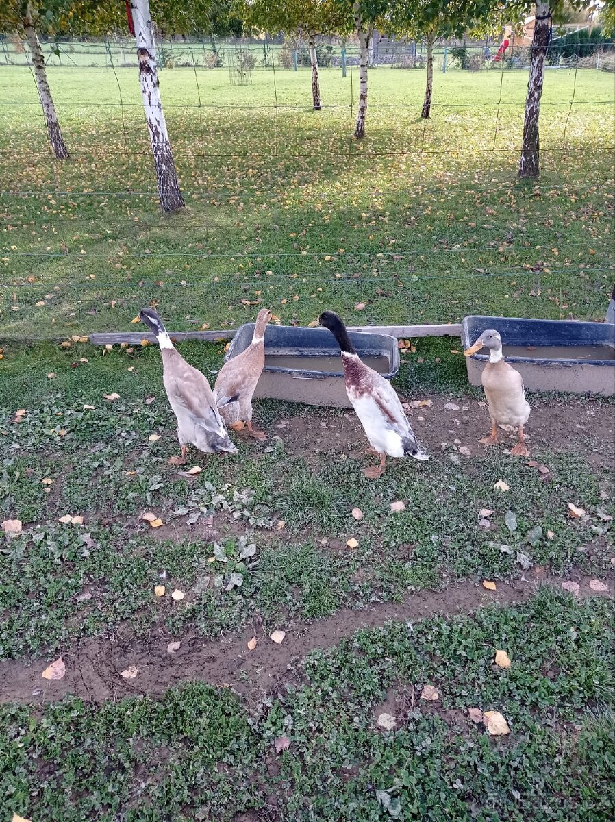 Indický běžec - 3