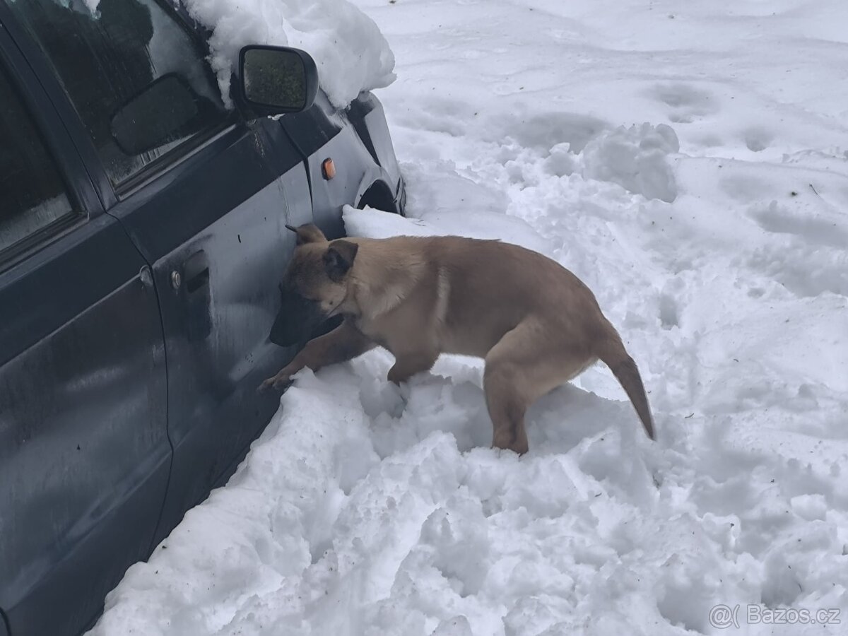 Belgicky ovcak malinois - 3