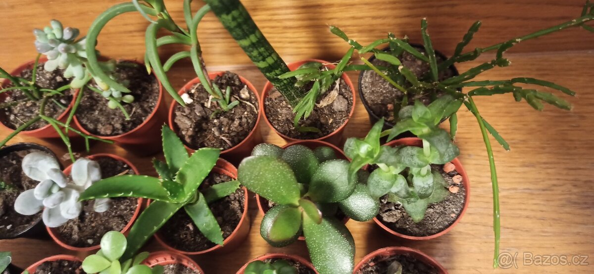 Sukulenty - 3