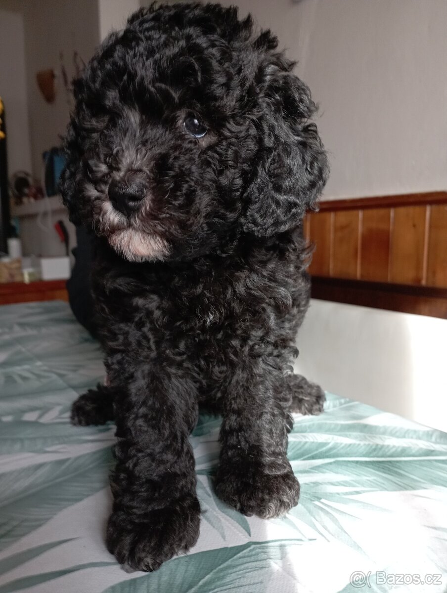 Pudl trpasličí - 3