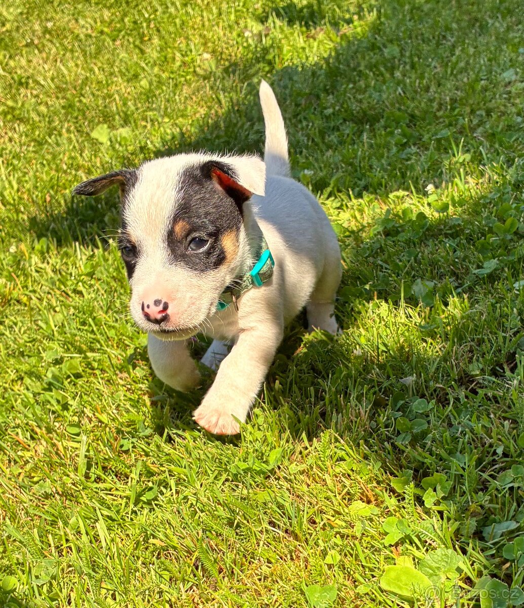 Jack Russell teriér štěně - 3