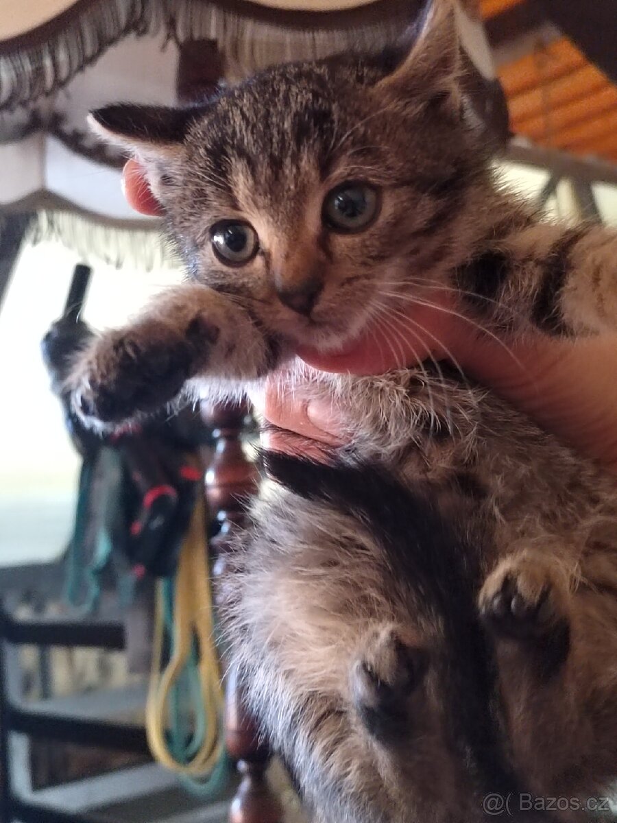 Daruji Koťátko - 3