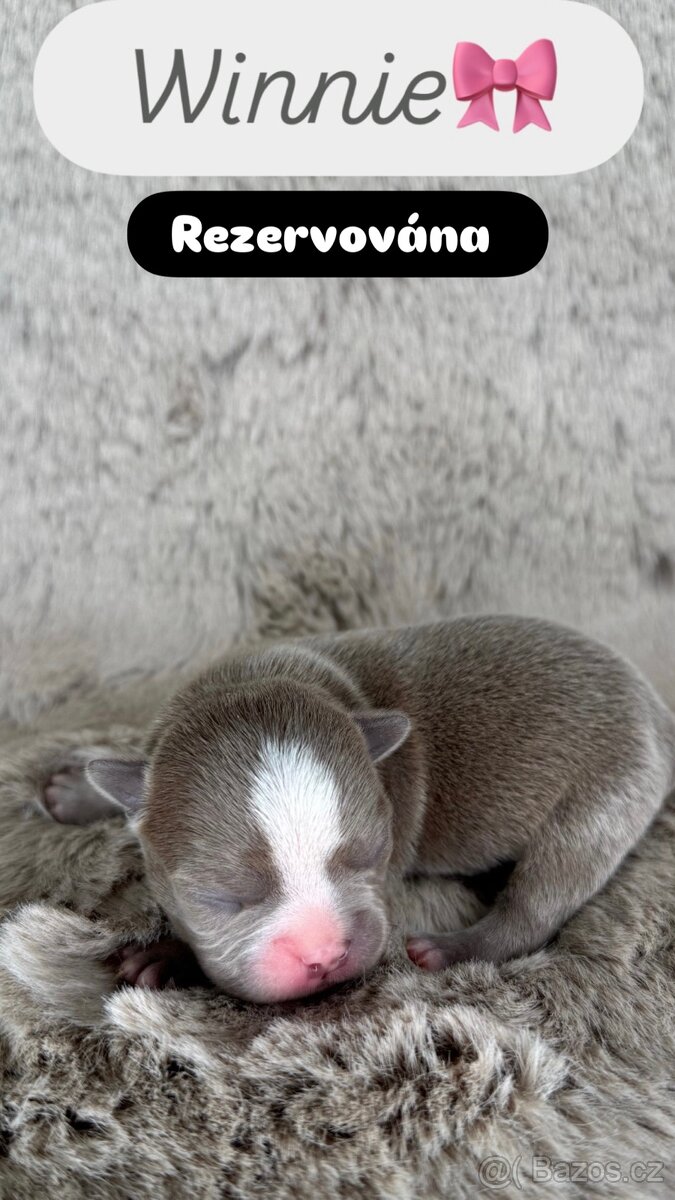 Bostonský teriér s PP - 3