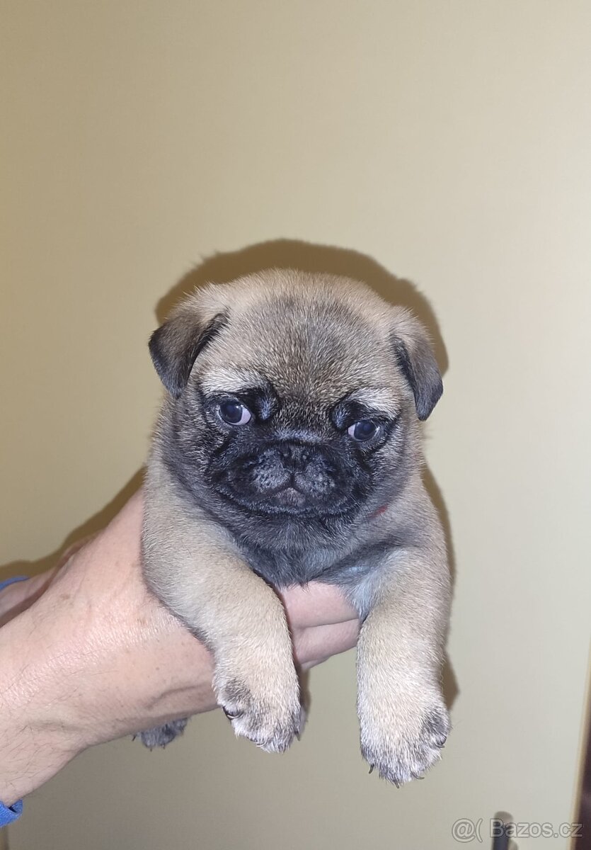 MOPS ŠTĚNĚ s PP - 3