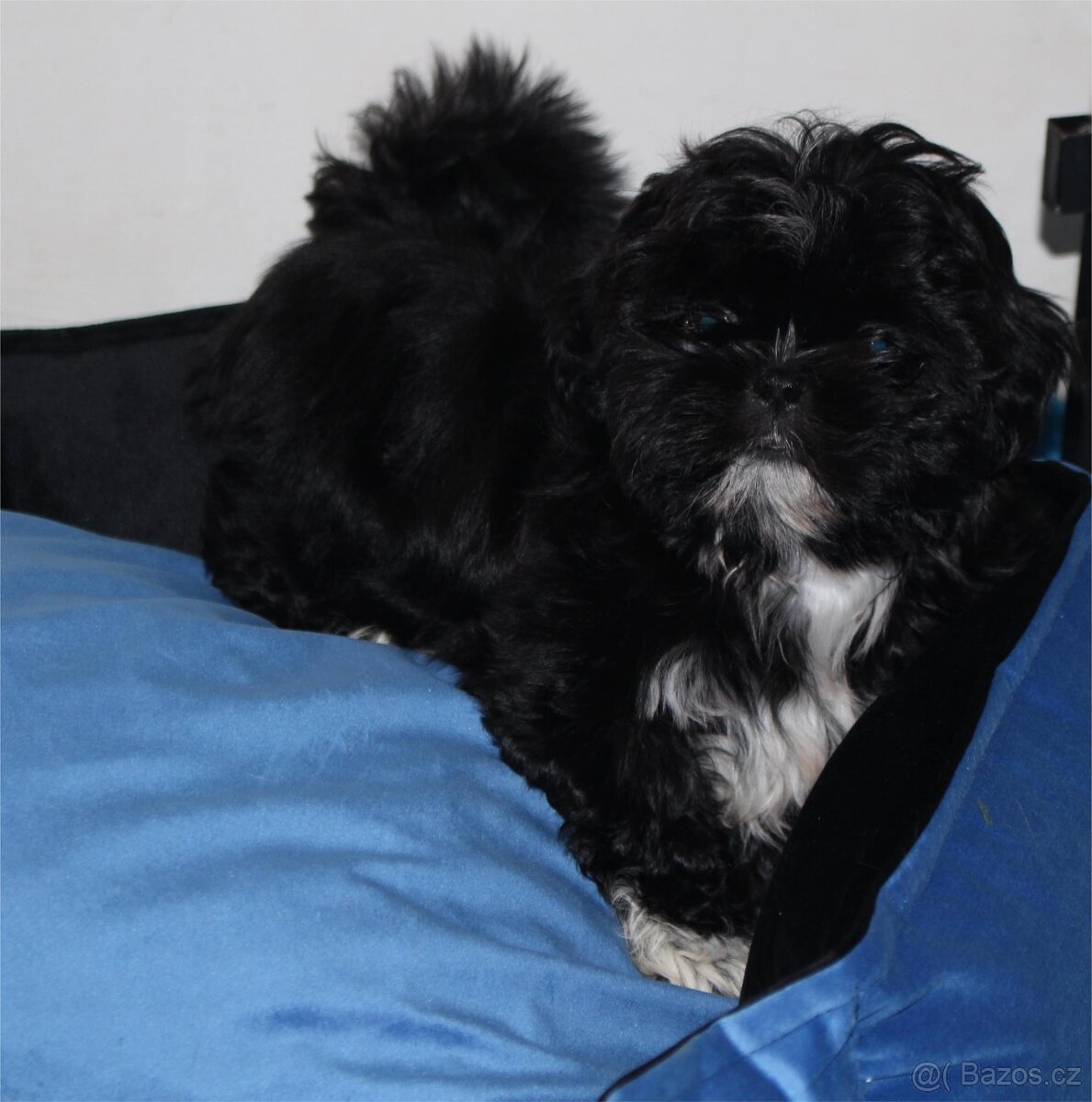 Shih tzu s PP Shih-tzu Shi cu Shi tzu - 3