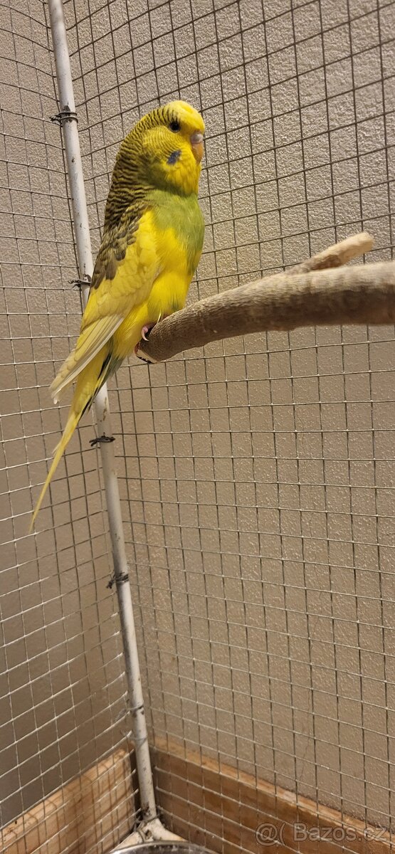 Andulka vlnkovaná - 3