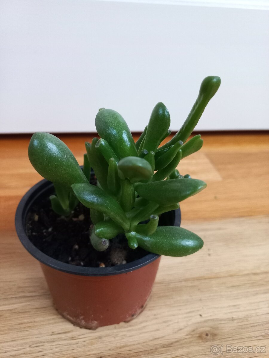 Crassula ovata monstrosa - 3