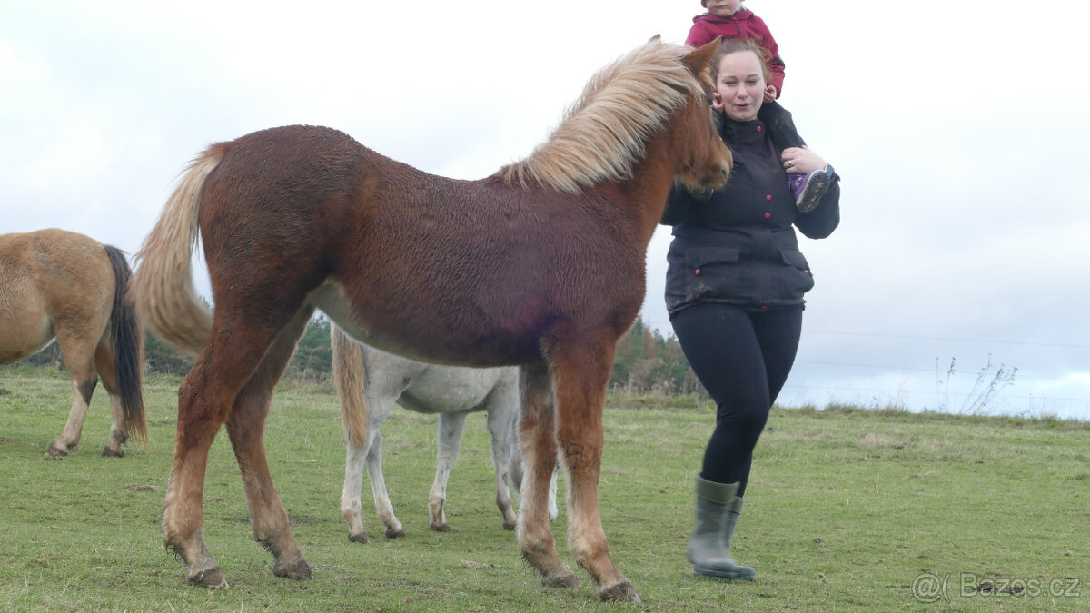 Welsh pony of cob type, sekce C - 3