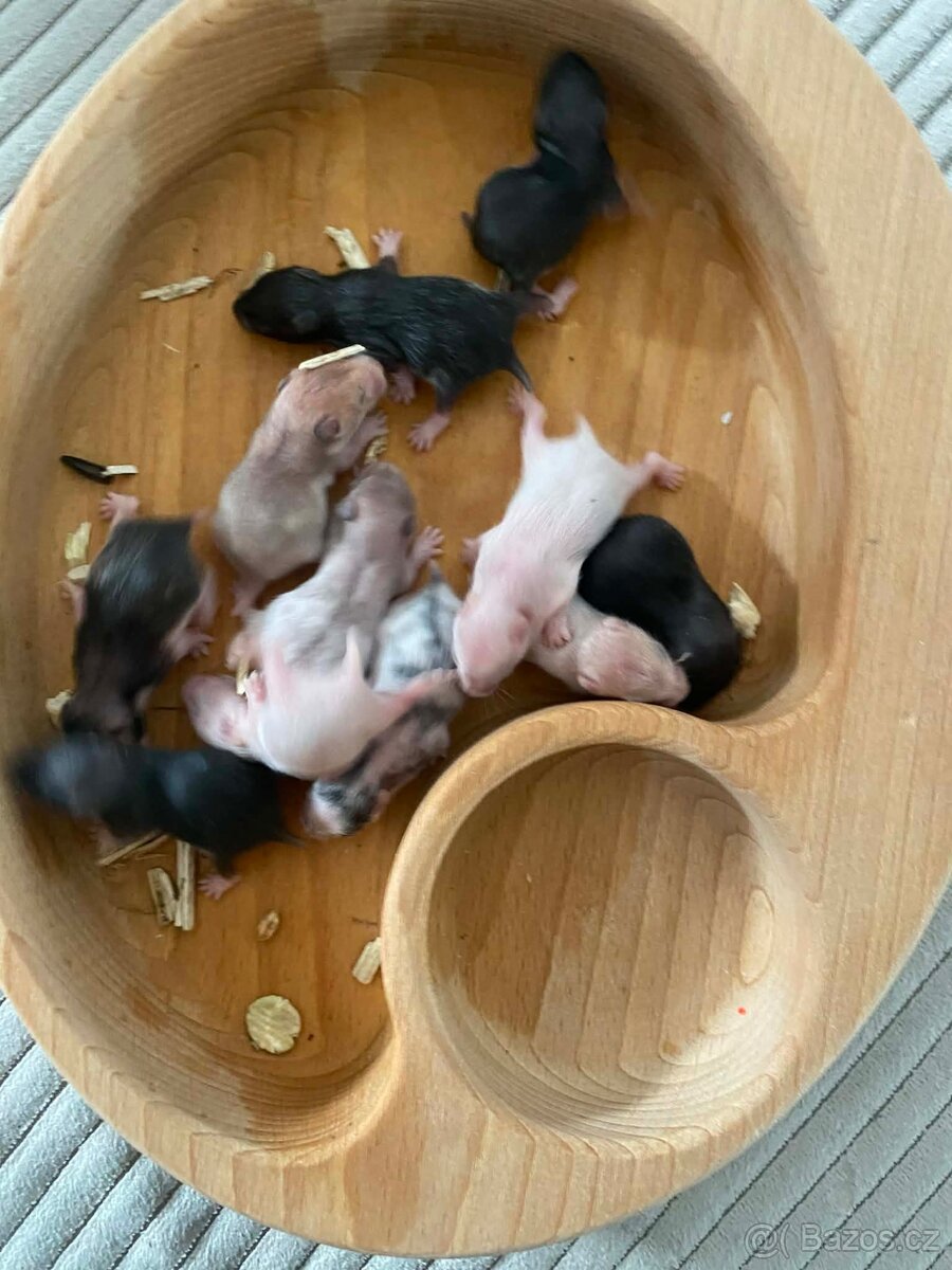 Křeček Syrský nar. 6.3.2026 - 3