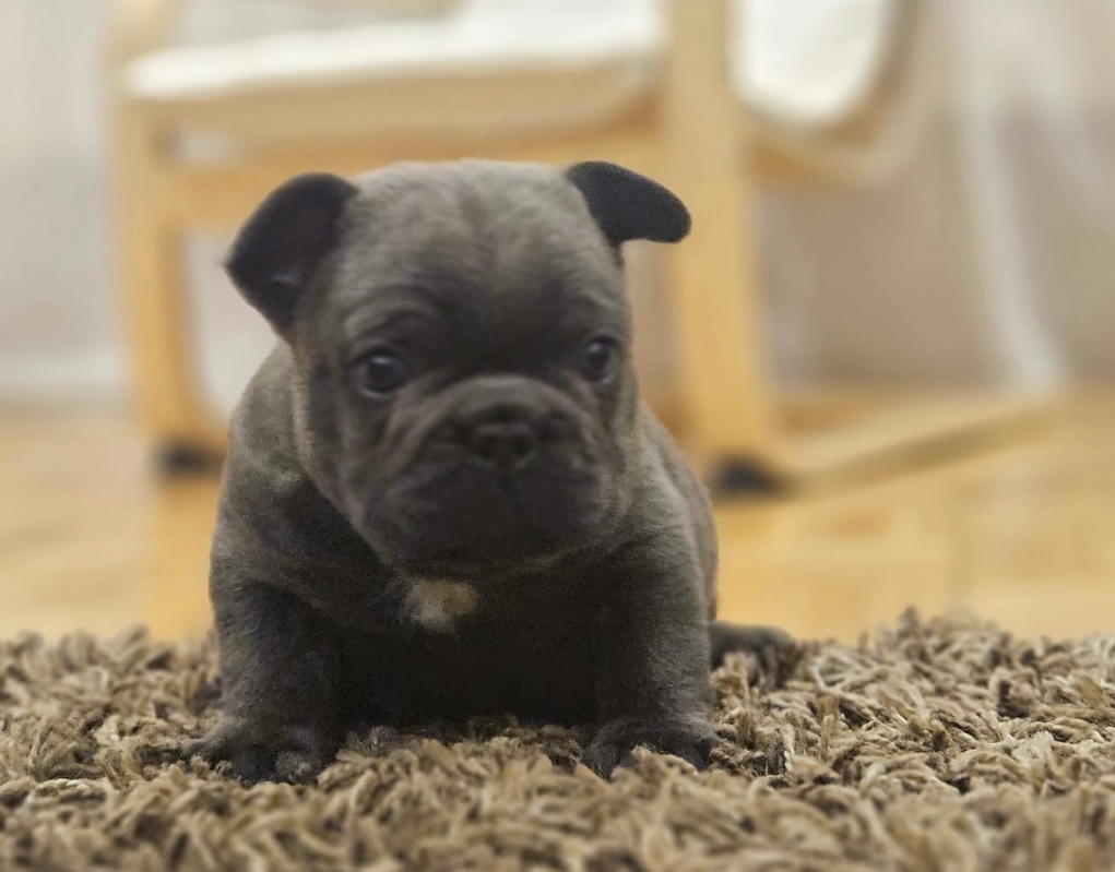 Francouzský buldoček modrý - 3