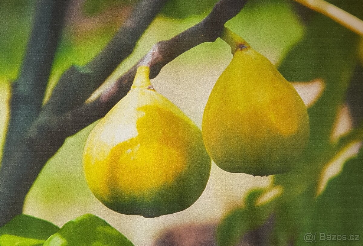 Fíkovník, Smokvoň, Ficus Carica, White Marseilles - 3