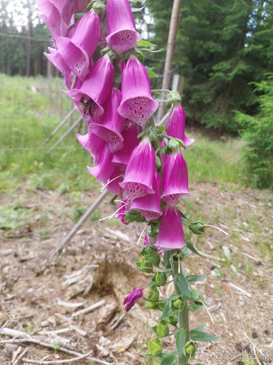 Sekani travy a rez stromu a keru pro vas - 3