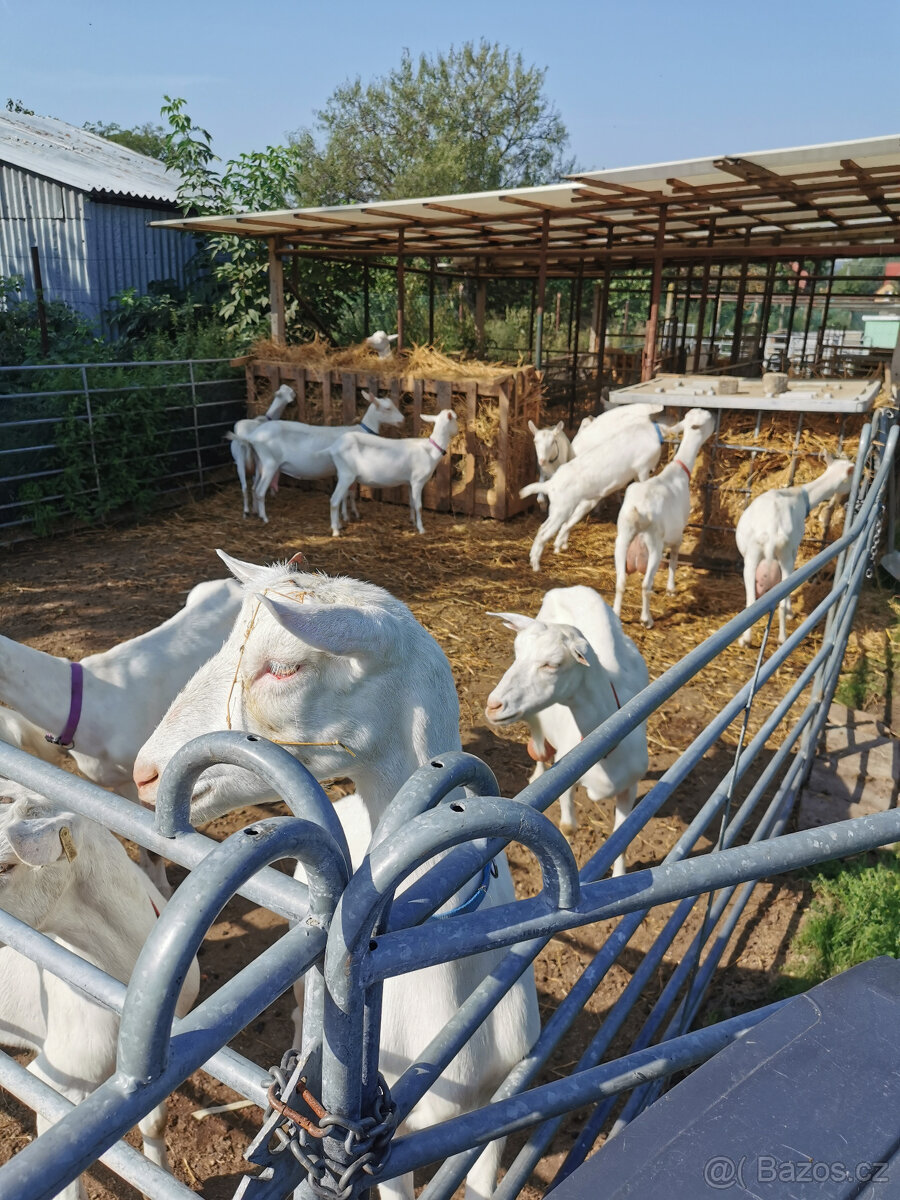 Koza "Česká bílá krátkosrstá". - 3