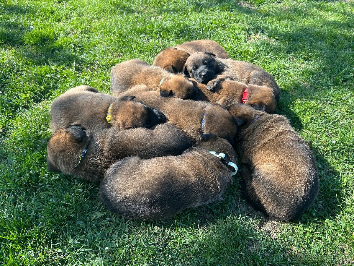 Belgický ovčák malinois - 3