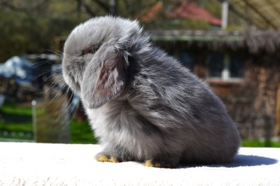 Sameček minilop Miky - 3