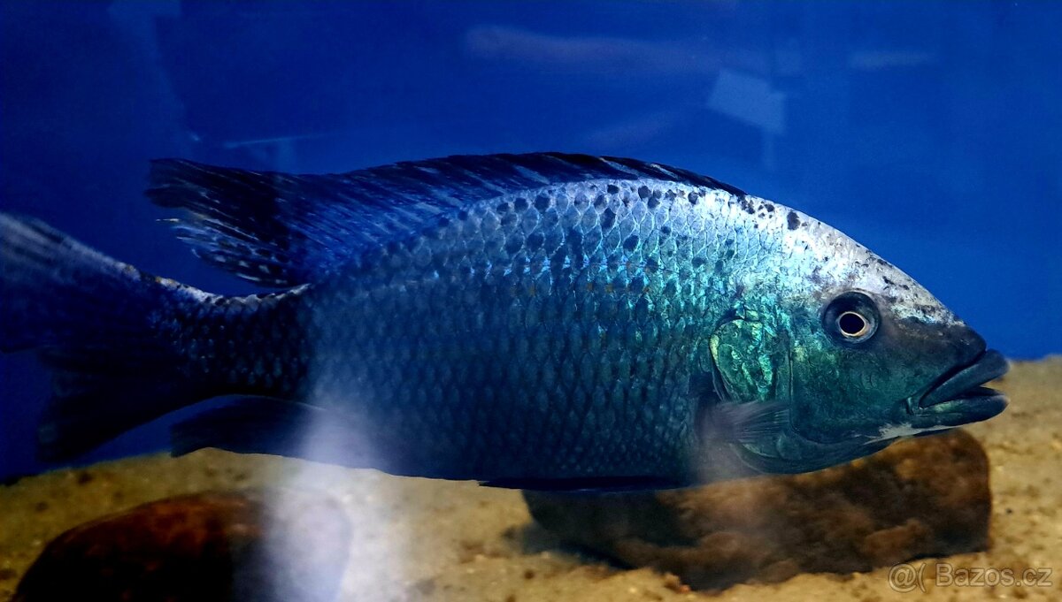 Malawi ... Fossorochromis rostratus vel. 9-11cm - 3
