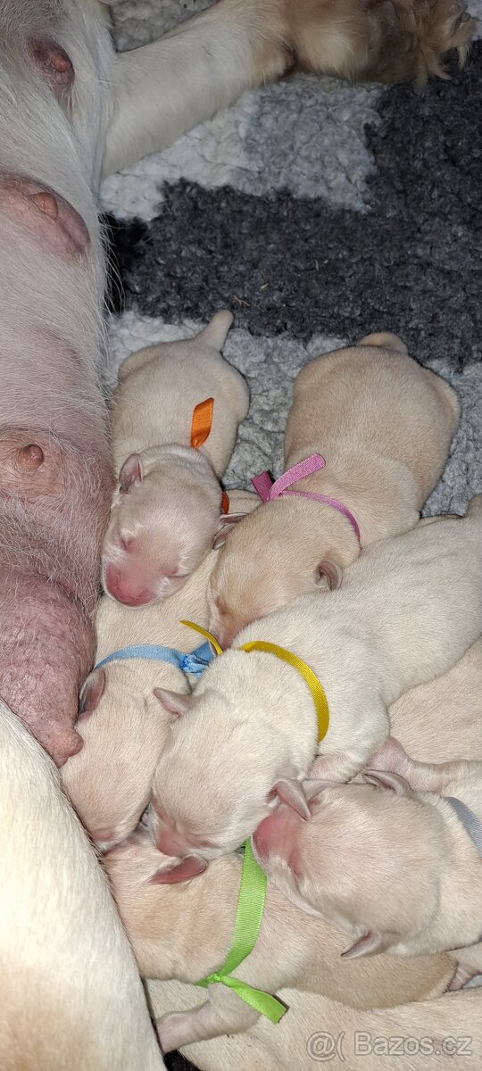 Labradorský retriever s PP - 3